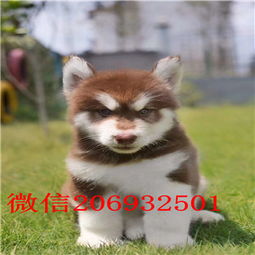 明秋宠物养殖基地，专注纯种犬繁育，您想了解哪些品种？