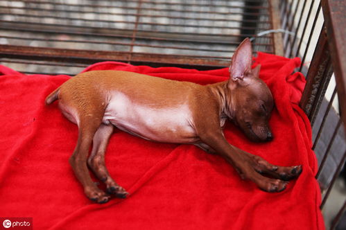 宠物狗共济失调，病因究竟是什么？