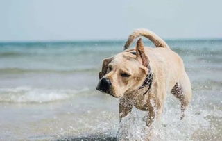 宠物乐园里，狗狗欢快奔跑，它会在哪找到隐藏的玩具呢？