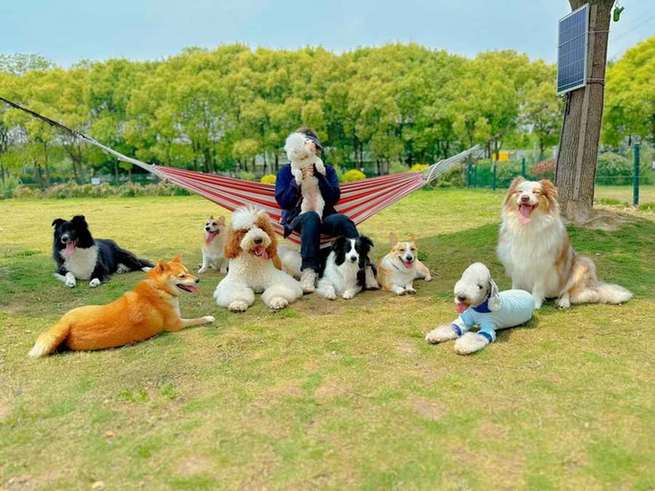 宠物乐园里，狗狗欢快奔跑，它会在哪找到隐藏的玩具呢？