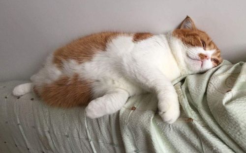 爱宠物的爷爷，您为何总在喂猫狗？