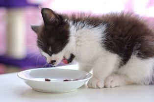 猫咪吃饭还是猫粮更好（如何选择猫咪最适合的饮食方式）