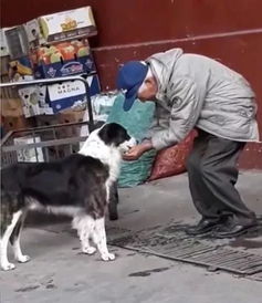 捡到流浪猫狗，要消毒吗？