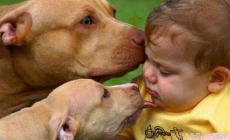 狗狗舔我下面是何原因？