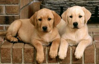 揭秘宠物狗沉默的奥秘：为何它们很少叫？