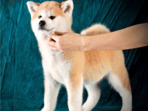 如何挑选美系秋田犬作为宠物来养？