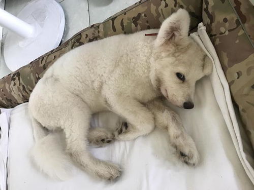 小秦的宠物洗澡，狗狗洗得香喷喷，它却为何突然发抖？