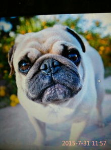 巴哥犬魅力不减反增，六大致命缺陷曝光！