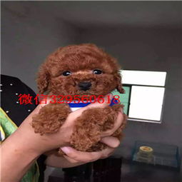 毛茸茸的泰迪犬，长得像玩具吗？