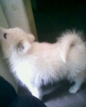 让萨摩耶爱上狗粮的秘诀