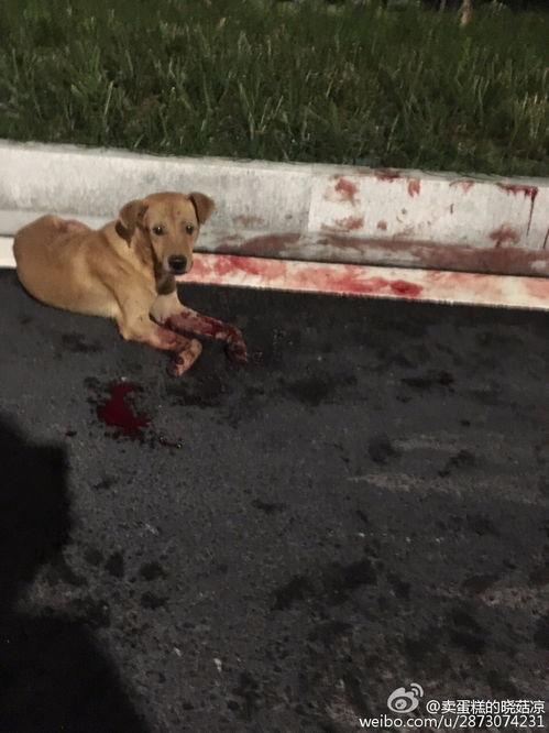 宠物狗，忠诚伙伴？它们为何能成为人类最亲密的朋友？