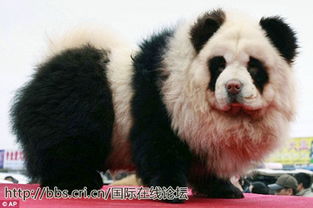 唐山迁安宠物狗，哪家店最靠谱？