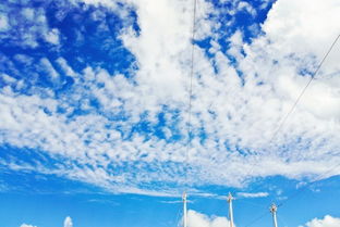 蓝天白云下，萌宠悠闲漫步，它要去哪里探险呢？