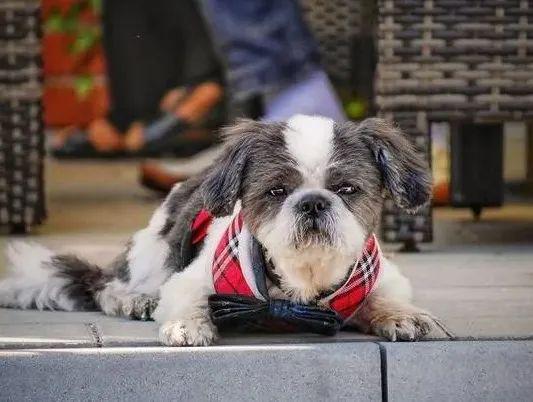 狗狗会因主人而心生厌恶吗？