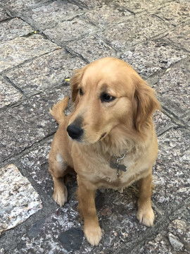 大清密宠，金毛犬影，它究竟隐藏着怎样的秘密？