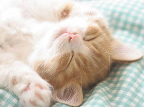 猫咪毛发暗淡干枯没有光泽吃什么好？