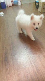 让萨摩耶爱上狗粮的秘诀