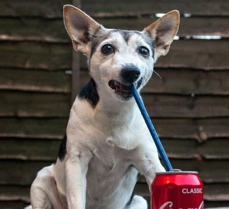 宠物狗喝水好，但频繁喝对吗？