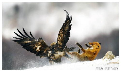 黑色沙漠背鹰，核心力量何在？