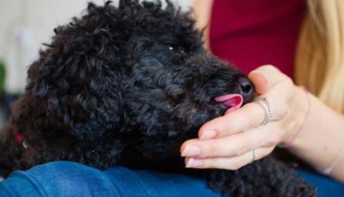 狗狗舔脸，它的小！