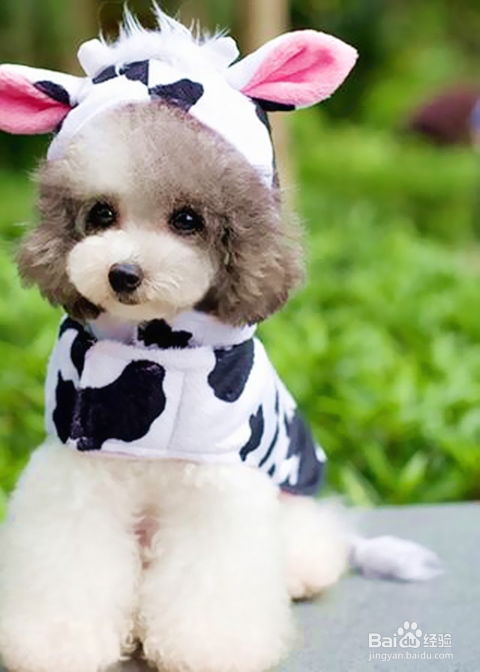 选用环保材料，如何打造舒适安全的宠物狗窝？