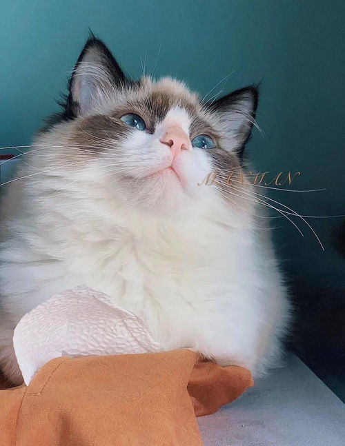 猫咪毛发暗淡干枯没有光泽吃什么好？