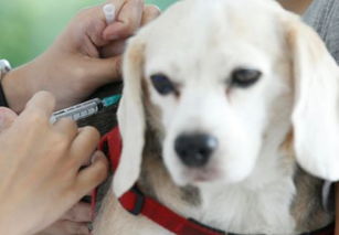 宠物狗狗病毒检测，如何确保它们远离疾病困扰？