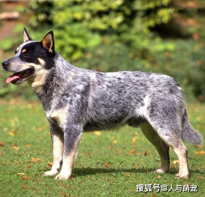 狗狗智商聪明程度大