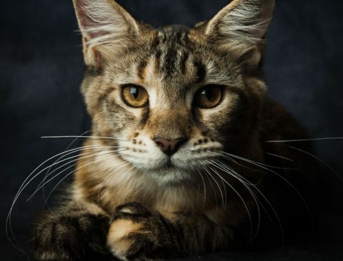 猫咪拉稀慎用化毛膏，化毛膏不治拉稀。