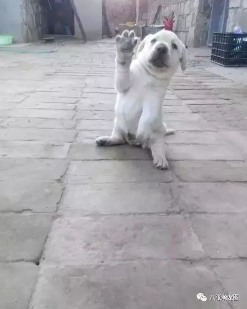 土狗眼神坚定，它守护着什么秘密？