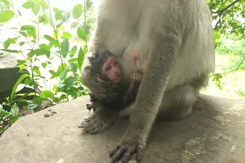 狗狗生产，顺利吗？宝宝健康吗？