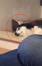 狗狗偷吃零食，主人：它怎么知道这是我的？