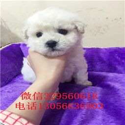 邯郸比熊犬，哪家店最专业？