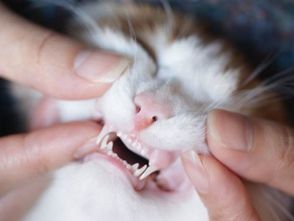 猫咪换牙期买什么磨牙玩具？ 猫咪怎么换牙？