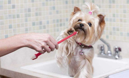 宠物狗专用洗浴露，深层清洁，你家的狗狗洗得干净吗？