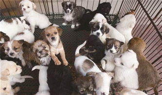 喀什宠物市场哪里买好？