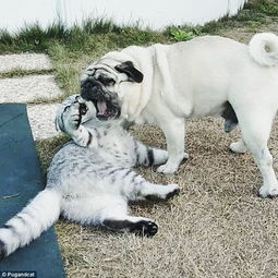 宠物公园欢乐多，狗狗嬉戏，猫咪悠闲，你猜它们在玩什么游戏？