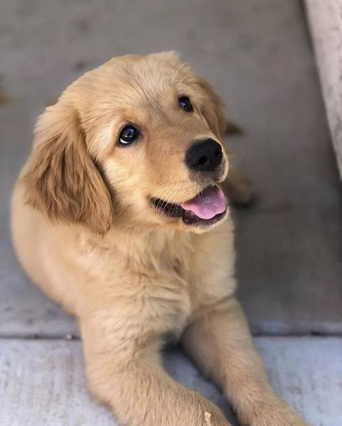 金毛狗狗，毛色金黄，你猜它长大后会成为怎样的狗狗？