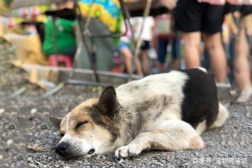 衡阳街头，饿死宠物狗，为何无人施救？