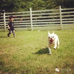 宠物坟墓在公园角落，为何总在清晨被清理？