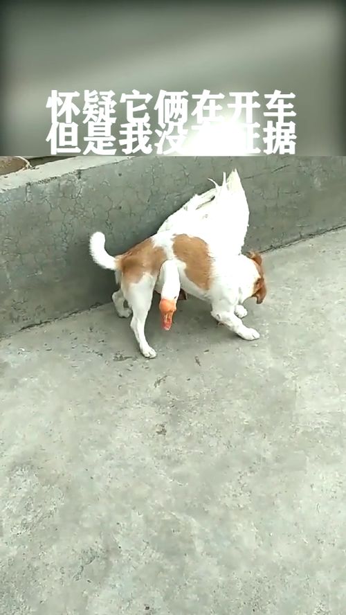 农民爷爷送我宠物，这小家伙叫什么名字呢？