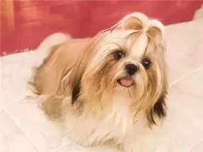 泉州宠物狗市场，品种繁多，你心仪的那一款是？