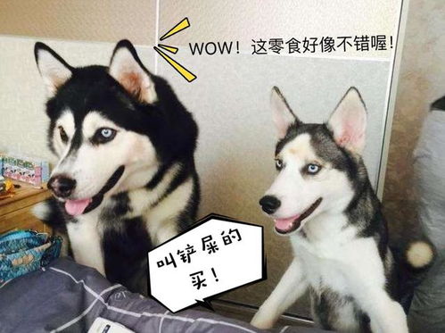 不臭大宠物犬，是哪种狗狗？