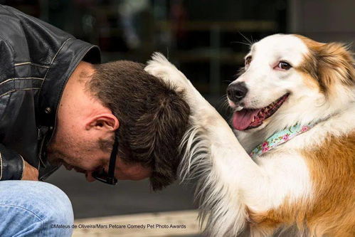 恶搞宠物被撞，它还能笑得出来吗？