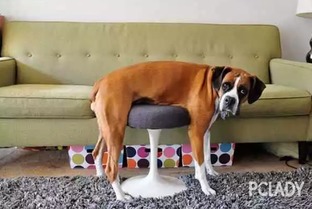 狗狗是否意识到被束缚？揭秘宠物行为背后的秘密