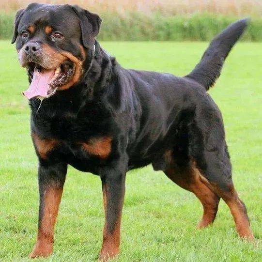 烈犬通常指哪些品种的狗狗呢？