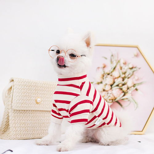 养什么宠物好呢？小型犬或猫咪？