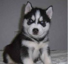 哈士奇幼犬疫苗，如何选择最合适的品牌？