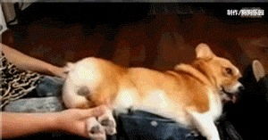 柯基熟睡遭剃毛，主人恶行引崩溃反应！