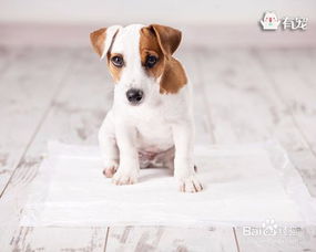 宠物训犬师核心技巧，如何让爱犬听话？